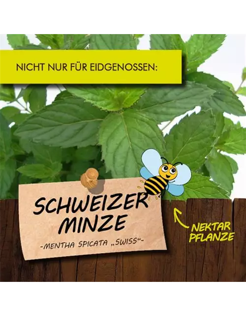 BIO Schweizer Minze