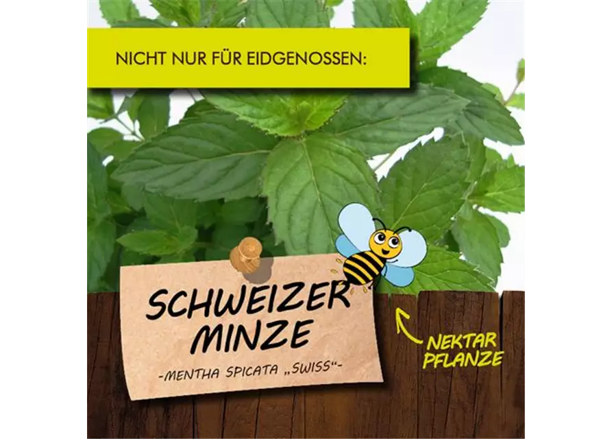 BIO Schweizer Minze