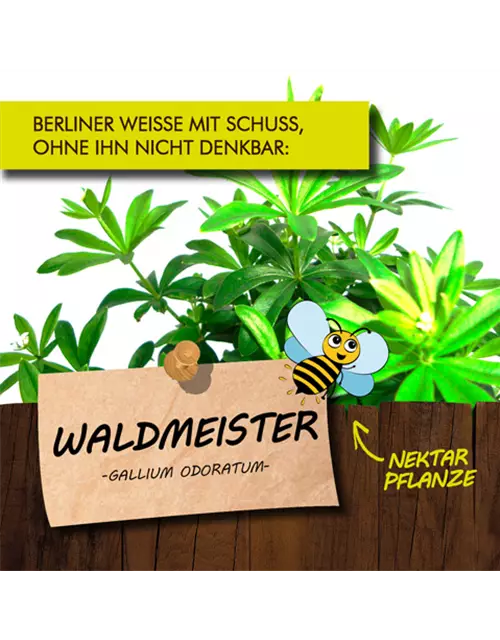 BIO Waldmeister