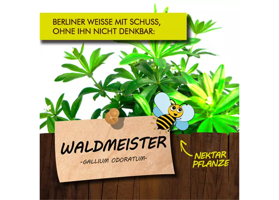 BIO Waldmeister