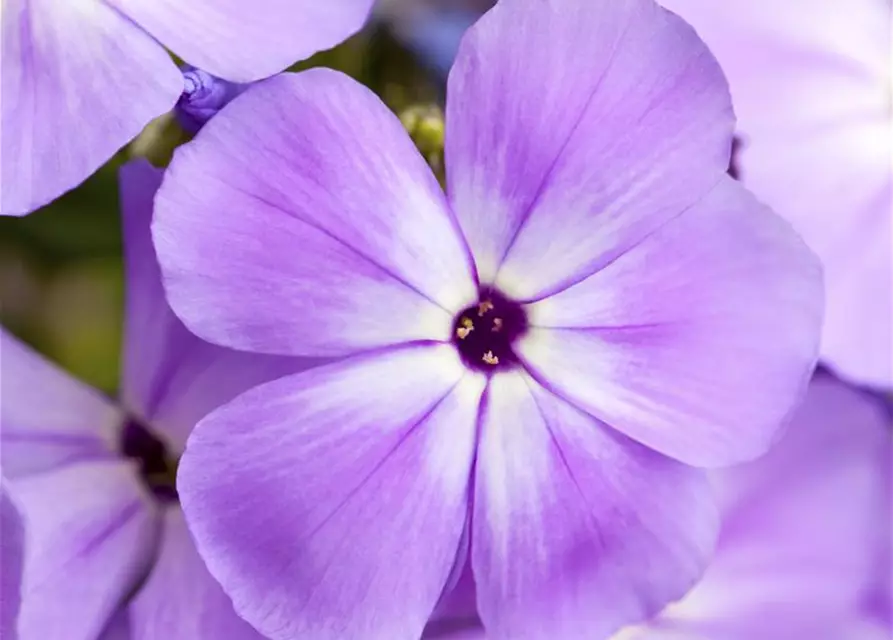 Phlox paniculata