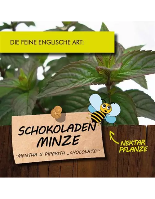 BIO Schokoladen-Minze