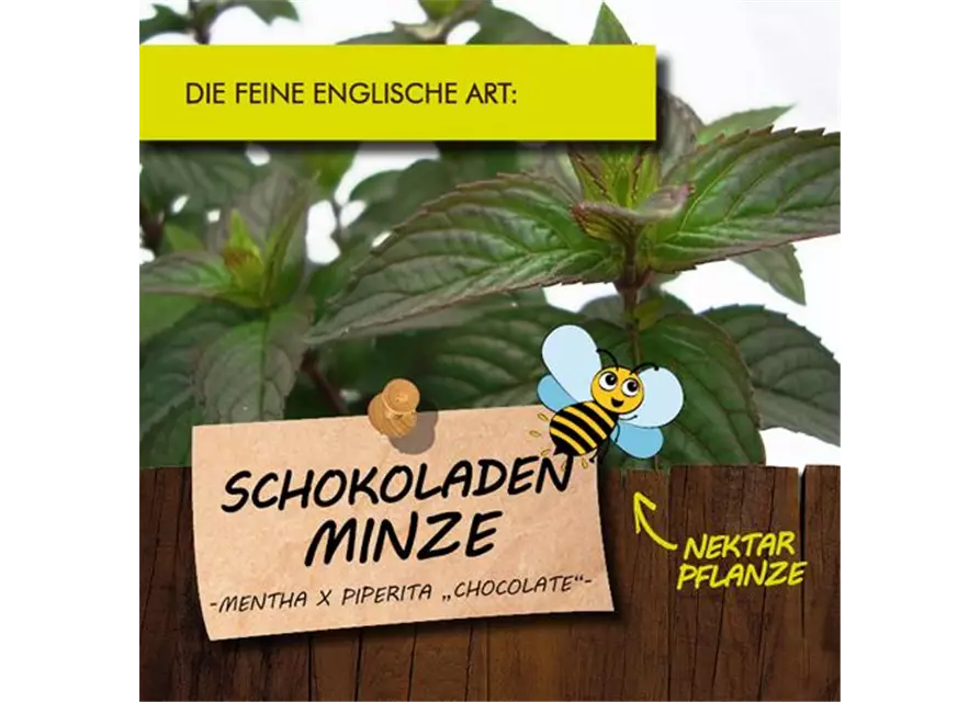 BIO Schokoladen-Minze