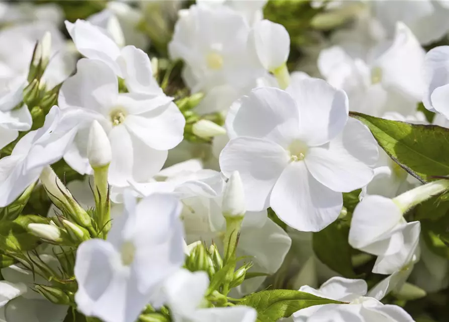 Phlox paniculata