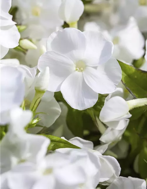 Phlox paniculata