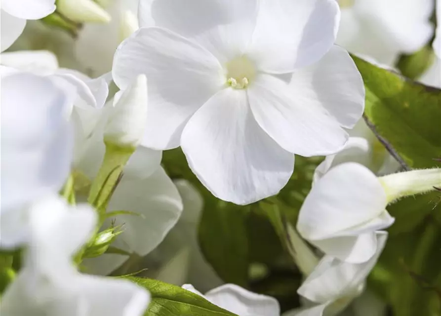 Phlox paniculata