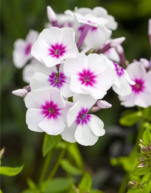 Phlox paniculata