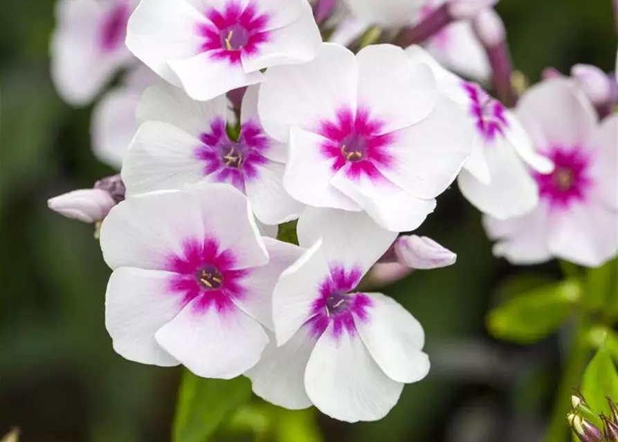 Phlox paniculata