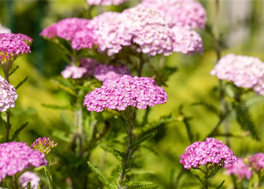 Achillea millefolium