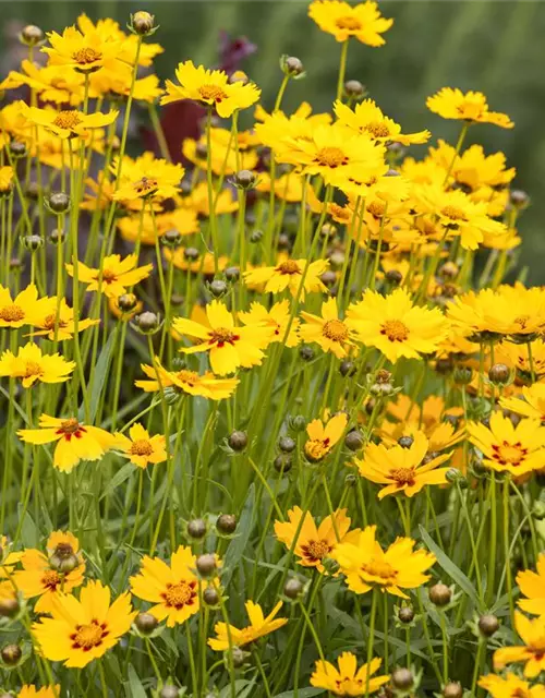 Coreopsis grandiflora