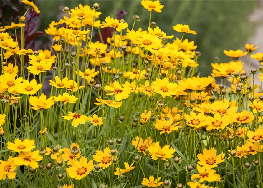 Coreopsis grandiflora