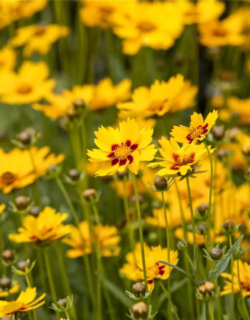 Coreopsis grandiflora