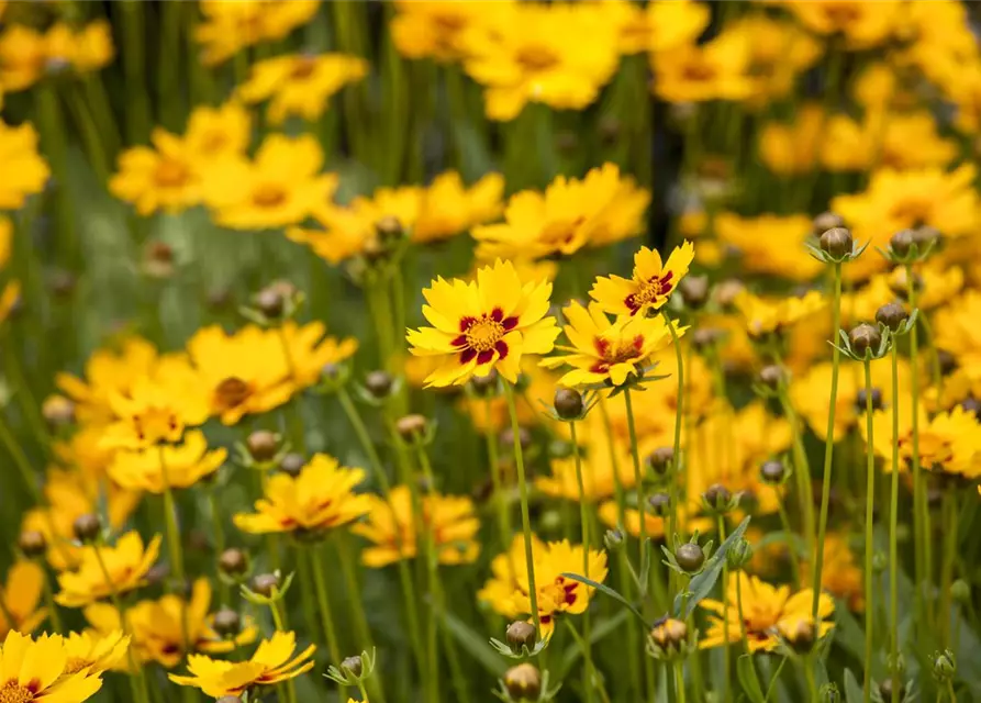 Coreopsis grandiflora