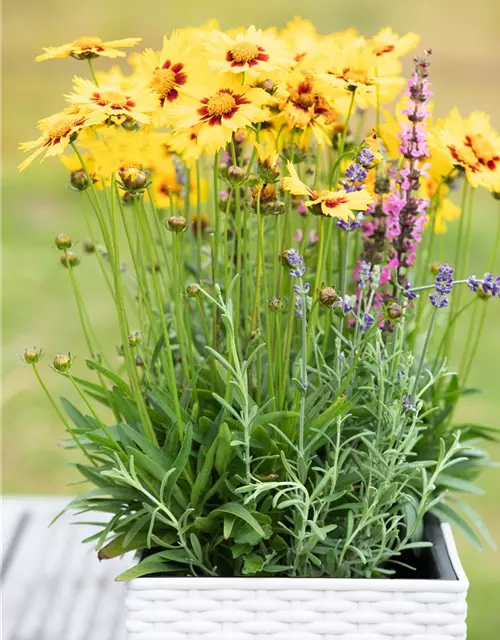 Coreopsis grandiflora