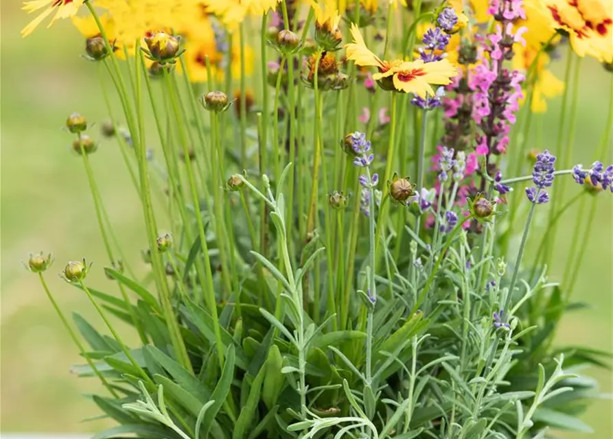 Coreopsis grandiflora