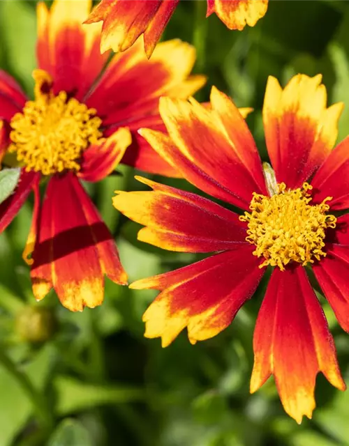 Coreopsis grandiflora