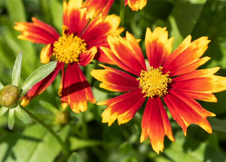 Coreopsis grandiflora