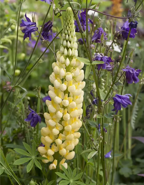 Lupinus polyphyllus