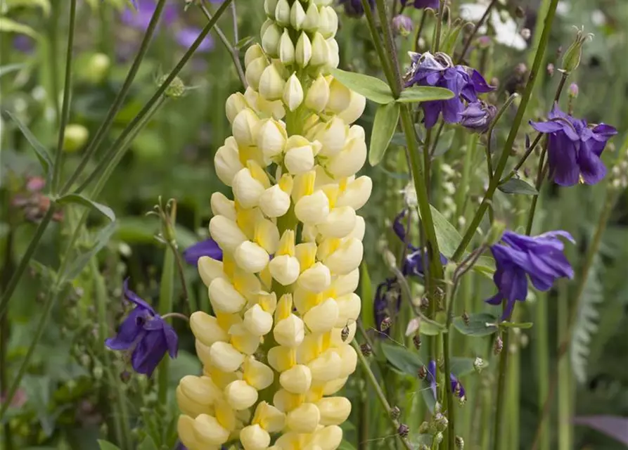 Lupinus polyphyllus