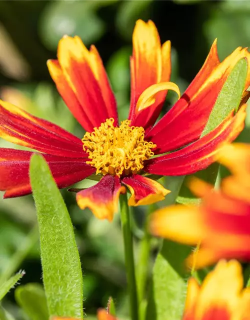 Coreopsis grandiflora