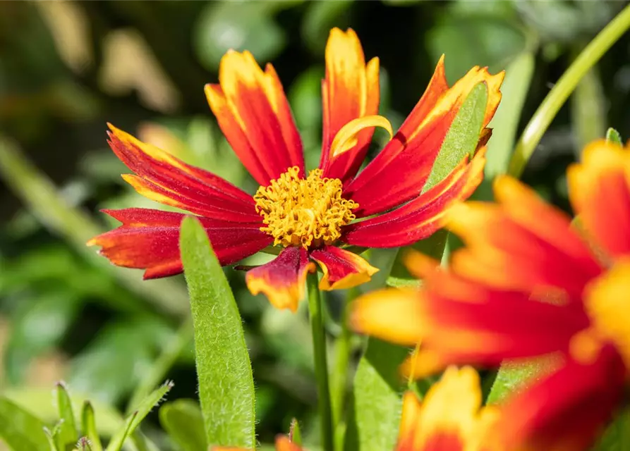 Coreopsis grandiflora