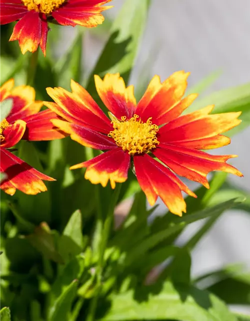 Coreopsis grandiflora