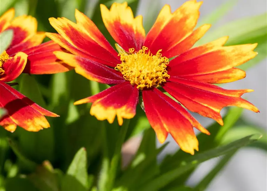 Coreopsis grandiflora