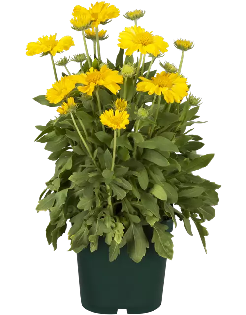 Großblumige Garten-Kokardenblume, 5 Ltr. Topf