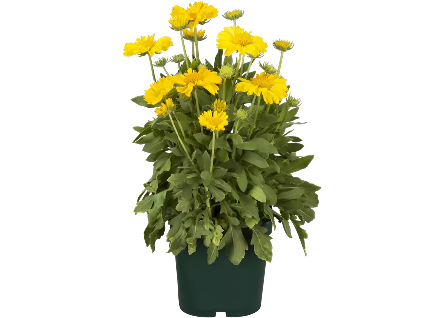 Großblumige Garten-Kokardenblume, 5 Ltr. Topf