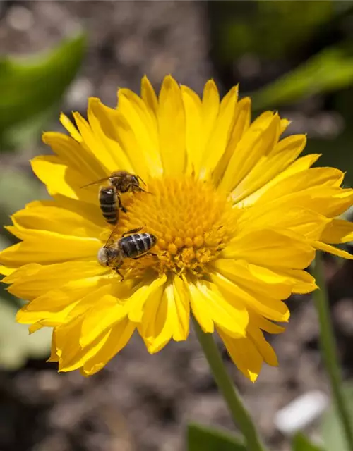 Großblumige Garten-Kokardenblume, 5 Ltr. Topf