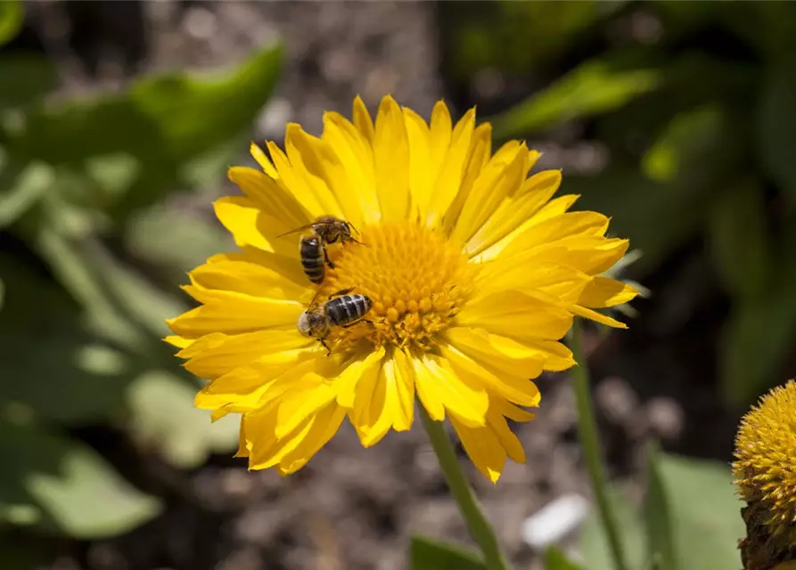 Großblumige Garten-Kokardenblume, 5 Ltr. Topf