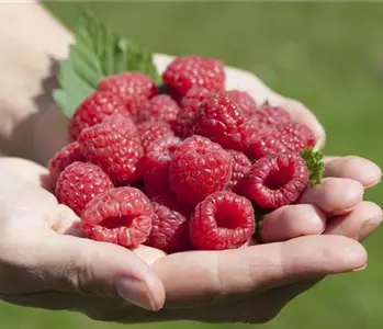 Obst im Kübel: Himbeeren