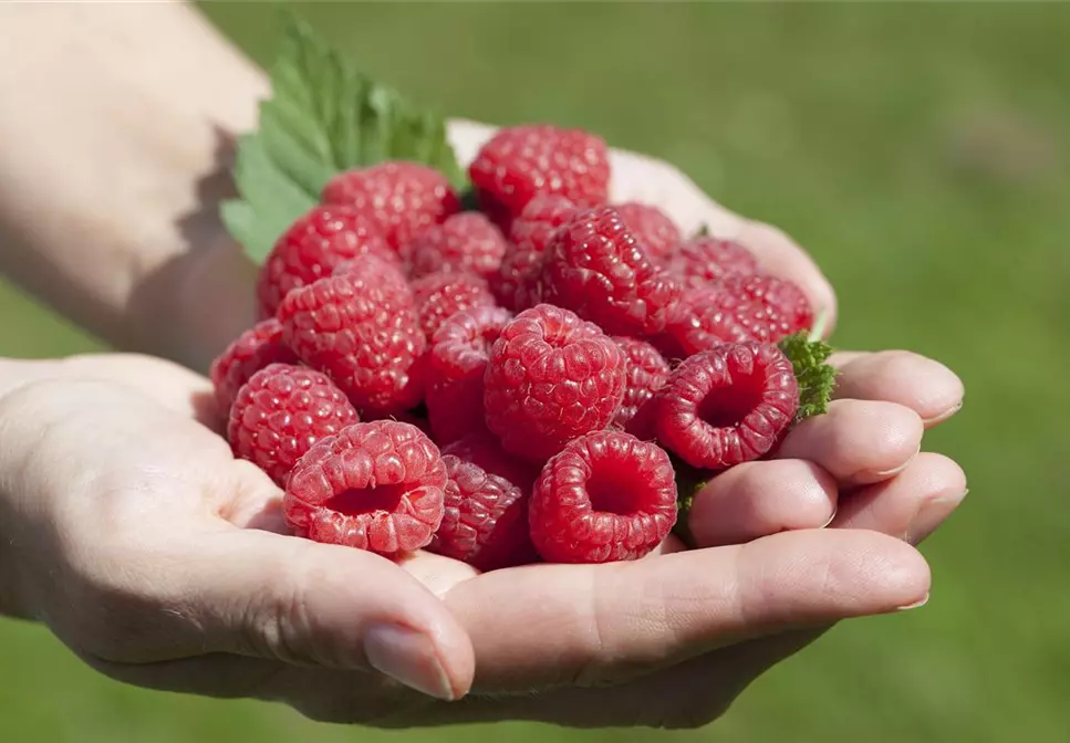 Obst im Kübel: Himbeeren