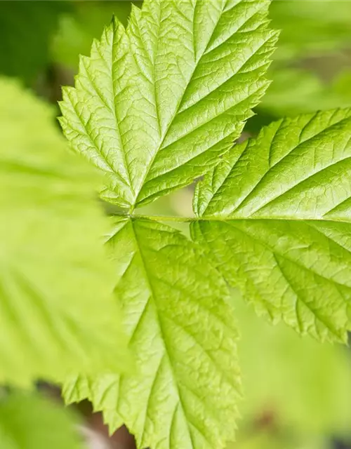 Rubus idaeus