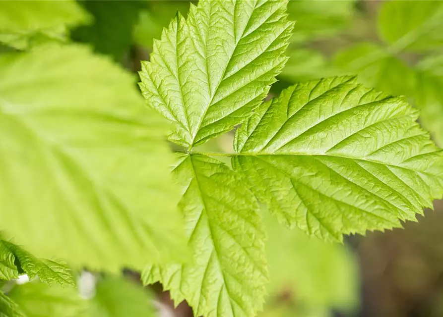 Rubus idaeus