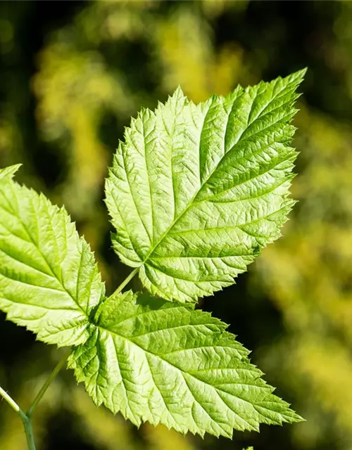 Rubus idaeus