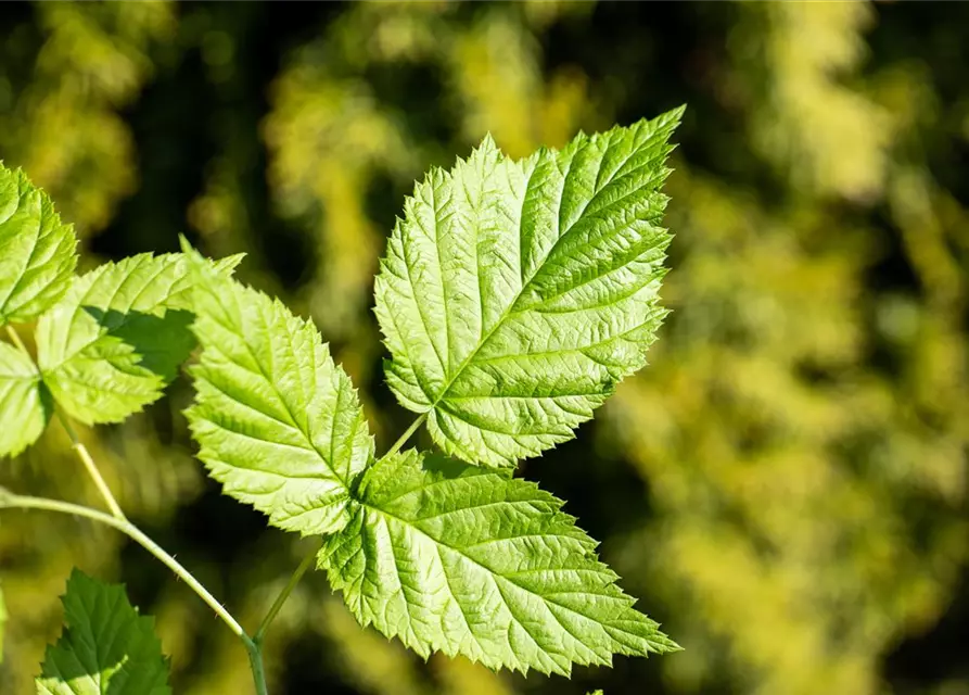 Rubus idaeus