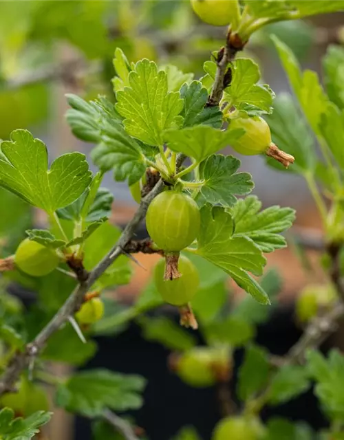 Ribes uva-crispa 'Hinnonmäki'