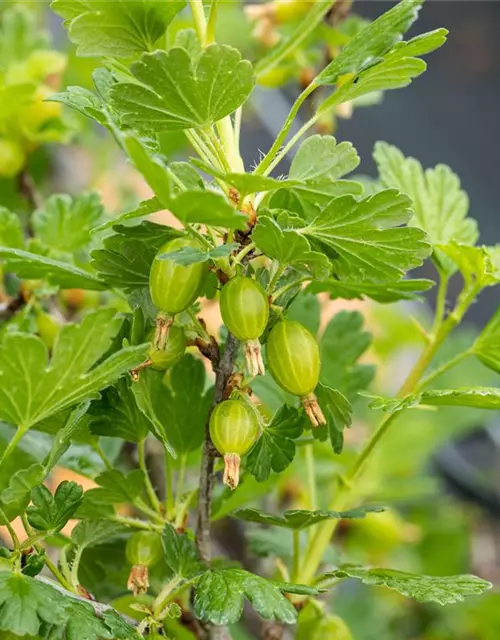 Ribes uva-crispa 'Hinnonmäki'