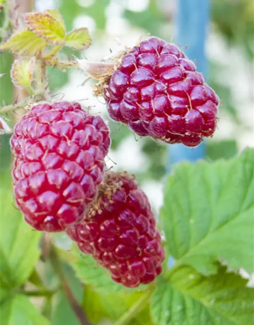 Him-Brombeere Tayberry, 2 Ltr. Topf