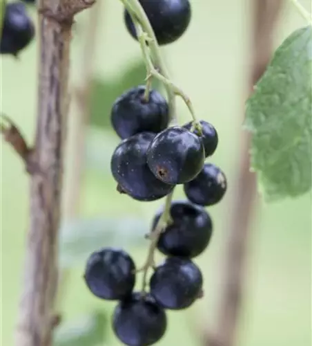 Ribes nigrum