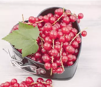 Johannisbeeren im Kübel