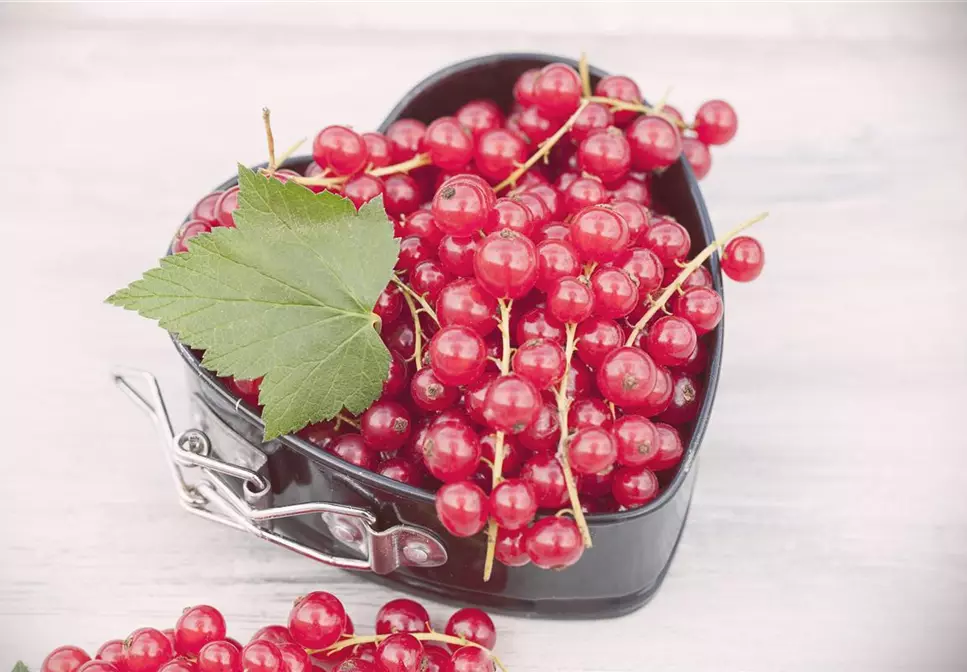 Johannisbeeren im Kübel