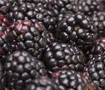 Brombeeren pflanzen