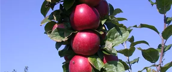 Achtung, fertig, Naschzeit - Die Ernte geht los!