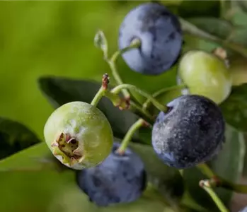 Heidelbeeren – die blauen Super-Beeren