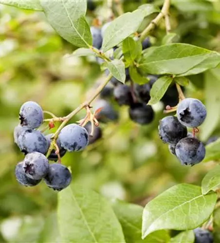 Vaccinium corymbosum