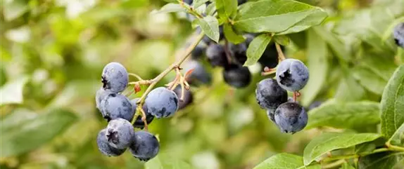 Heidelbeeren – die blauen Super-Beeren