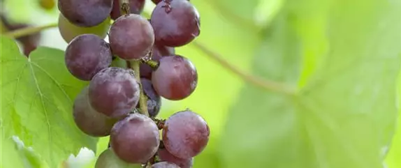 Warum Wein eigentlich aus Beeren gemacht wird