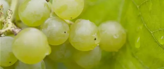 Warum Wein eigentlich aus Beeren gemacht wird